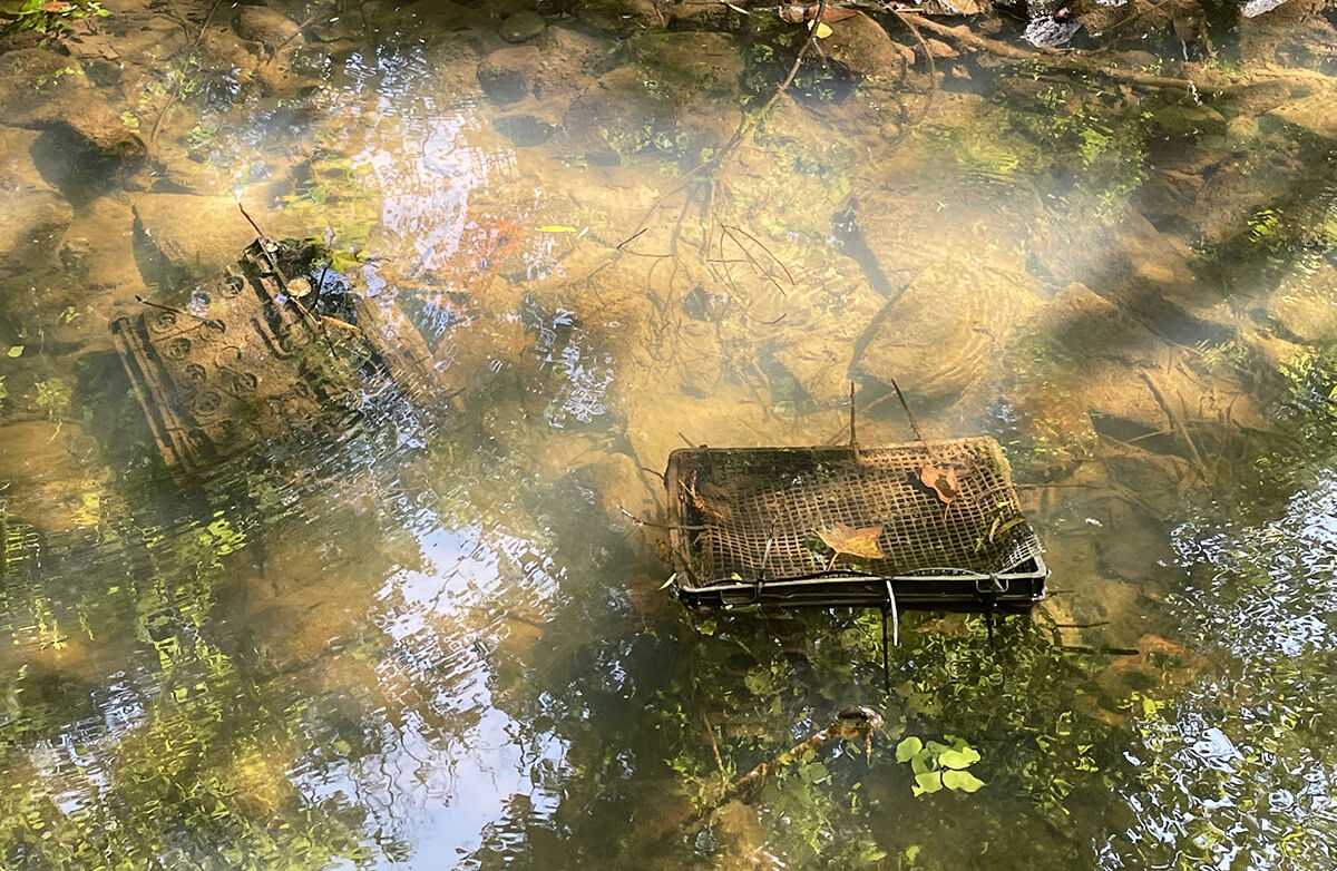 Mussels in Reston stream